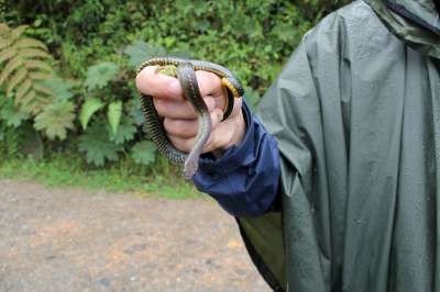 Spotted genuine snake