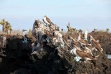 Bule footed boobies