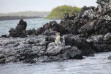 Pinguin