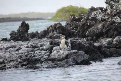 Pinguin