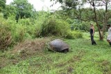 Schildpad hoogland Santa Cruz