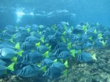 Snorkelen