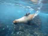 Zeeleeuw snorkelen1