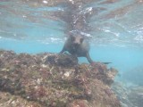 Zeeleeuw snorkelen2