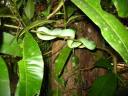 Greenviper