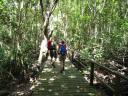 Mongrove bos