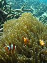 Nemo