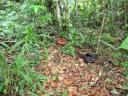 Rafflesia