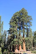 Sequoia