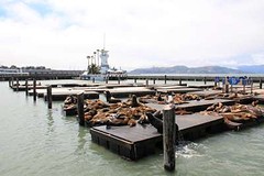 Zeeleeuwen Pier 39