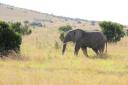Olifant-400