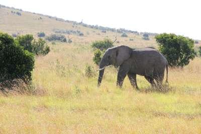 Olifant-400