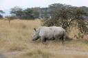 Witte Neushoorn