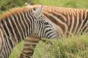 Normale Zebra