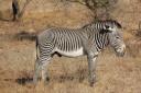 Grévy Zebra