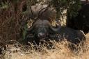 Buffel