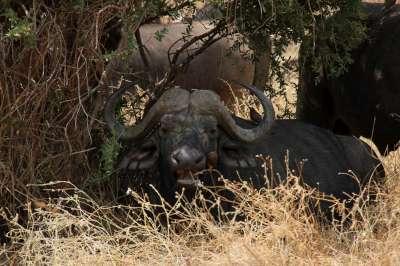 Buffel