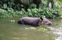Tapir (niet gezien)