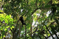 Brulaap Monkey River