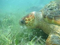Schildpad