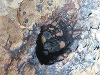 Vleermuizen in Barton Creek Cave