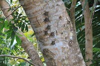 Vleermuizen in boom Monkey River