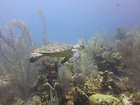 Schildpad