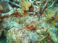 Schorpioenvis