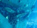Hilma Hooker
