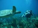 Schildpad Lac Bay 1