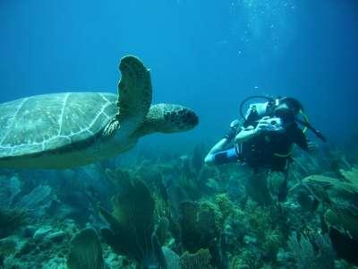 Schildpad Lac Bay 1