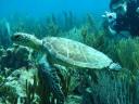 Schildpad Lac Bay 2