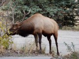 Eland