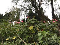 Mooie roze bloemen
