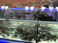 In de supermarkt: levende vissen
