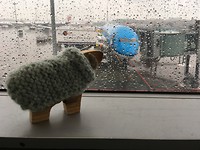 Sheepie kijkt naar ons vliegtuig