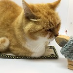 Poes Looky vriendjes met Sheepie van Little Blue Sheep
