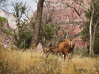 deerhunter