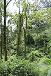 Bwindi - Gorillatrekking