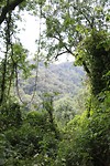 Bwindi - gorillatrekking