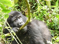 Gorillatrekking