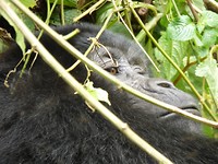 Gorillatrekking