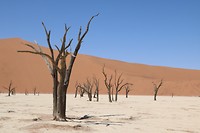 Dead Vlei