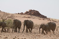 Damaraland - woestijnolifanten