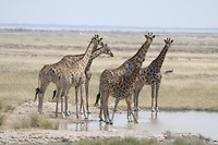 Etosha