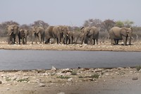 Etosha