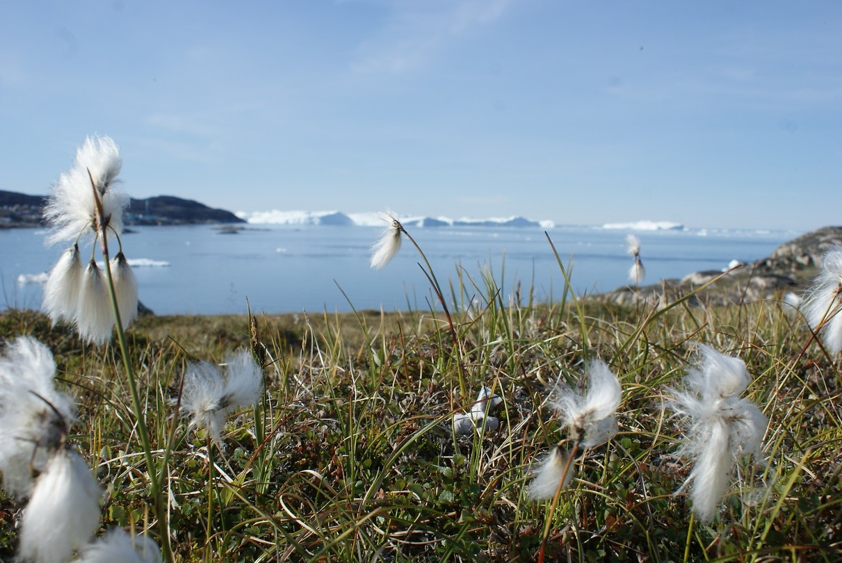 Ice Fjord