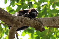 Howler Monkey
