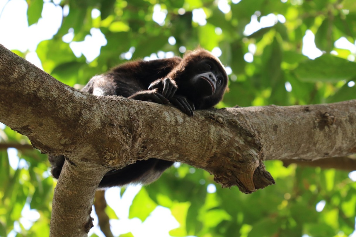 Howler Monkey