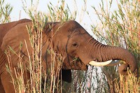 Olifant - Lower Zambezi
